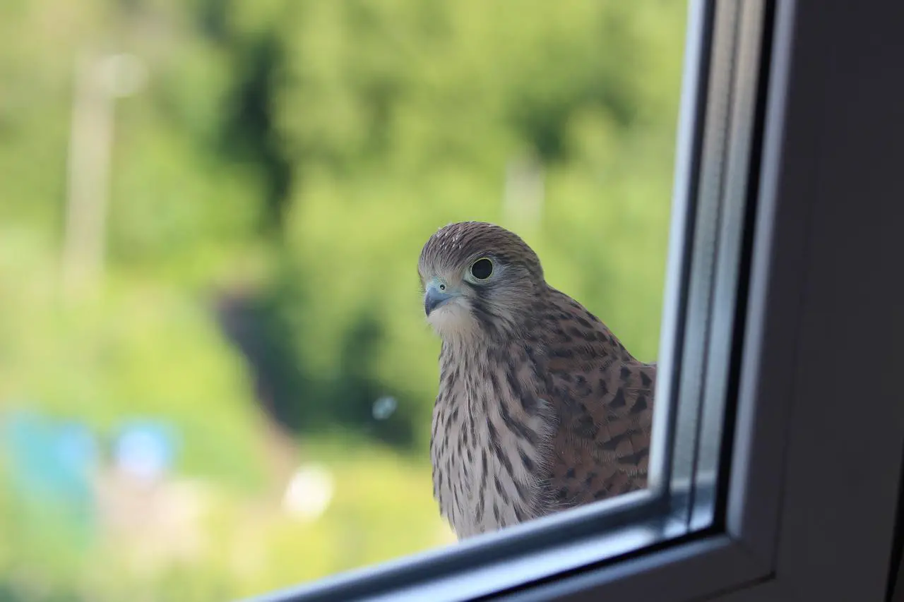 Why Do Birds Fly Into Windows? (And How to Prevent it)