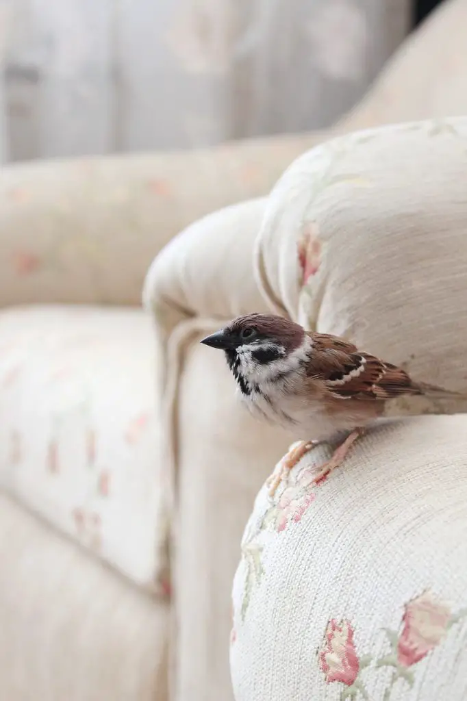 Sparrow on sofa