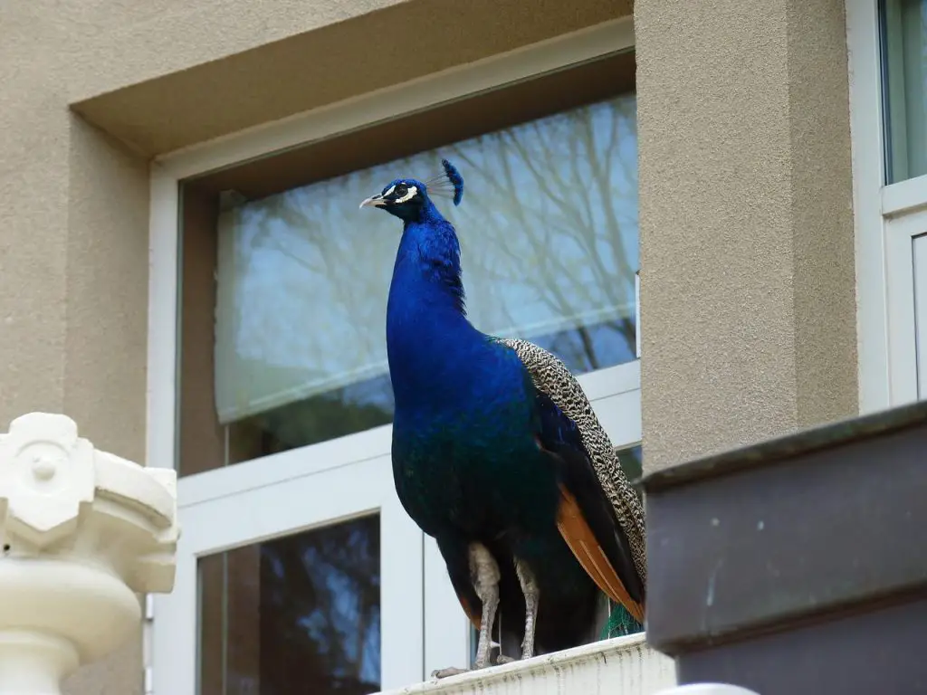 Peacock in window