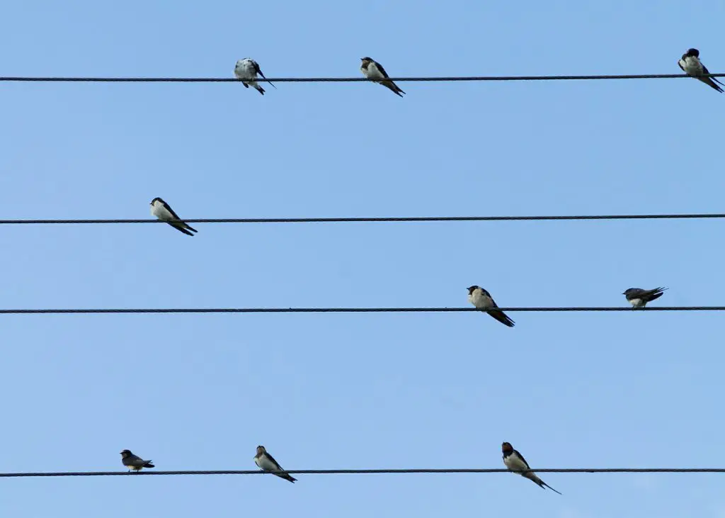Birds on power cables