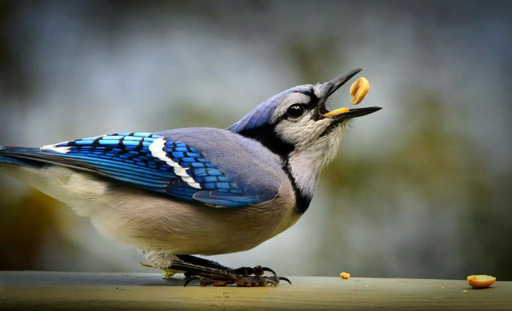 Bird with food
