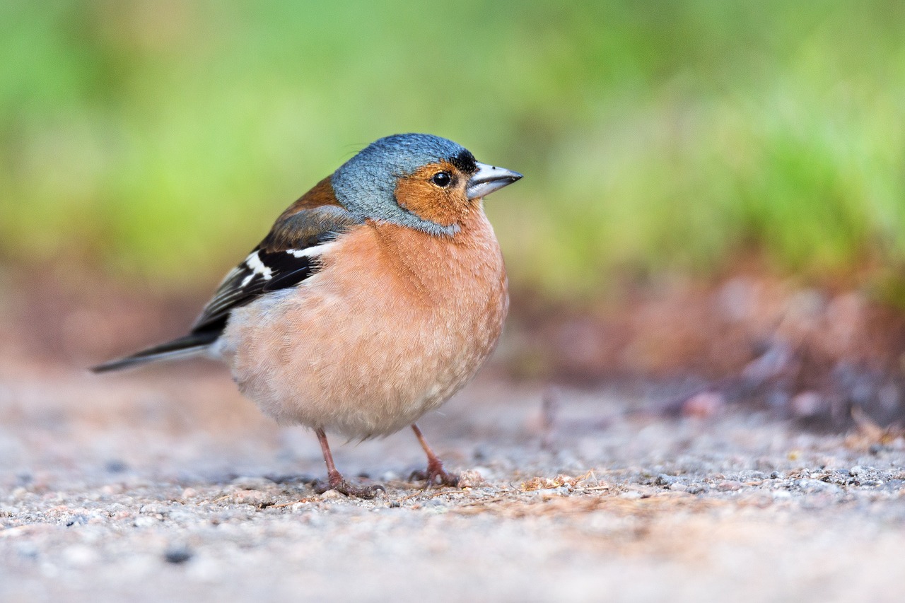 What Is A Passerine? | Avianbird