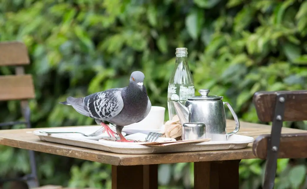 Photo of pigeon on table