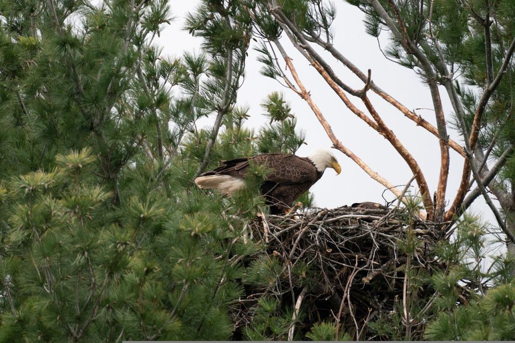 Bald eagle nest photo