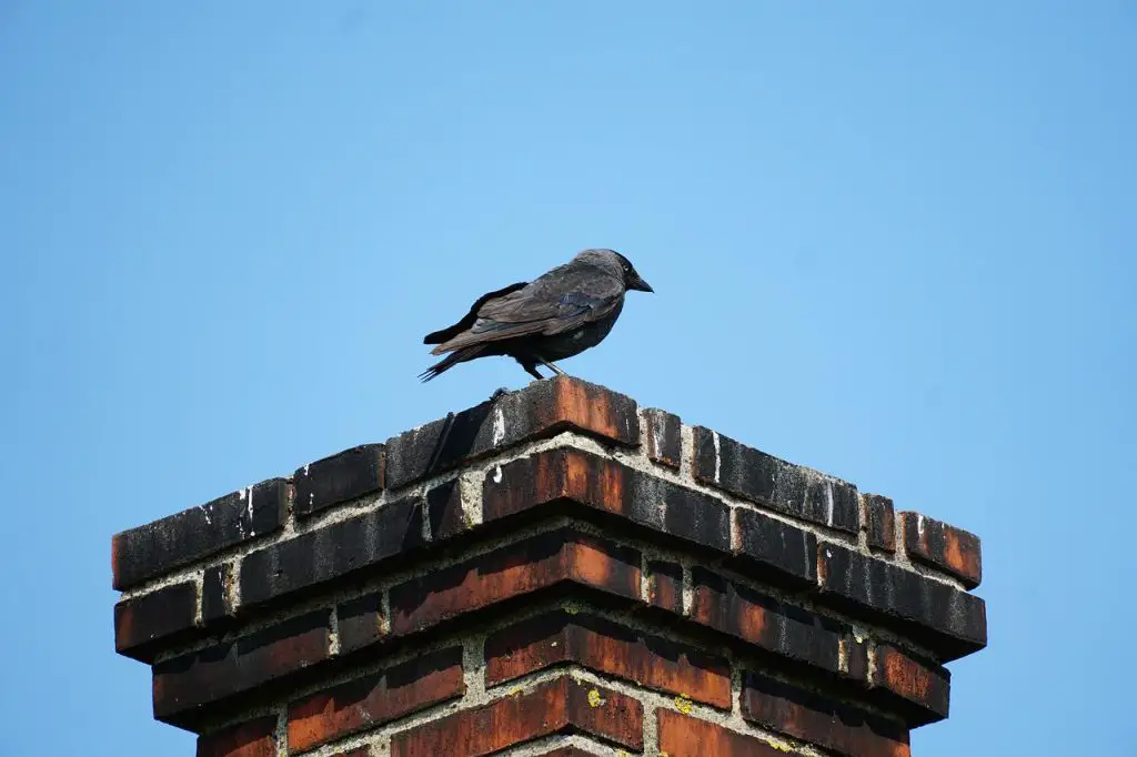 Photo of Jackdaw on chimney