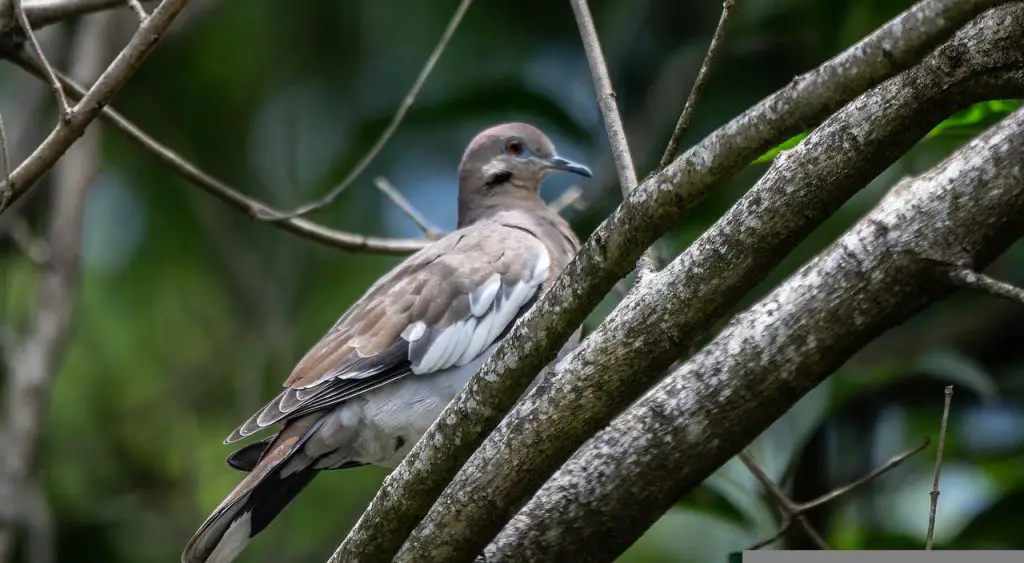 Photo of Grenada dove
