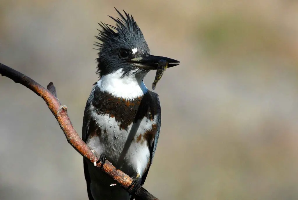 Photo of belted kingfisher