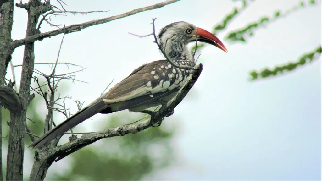 Photo of red-billed hornbill