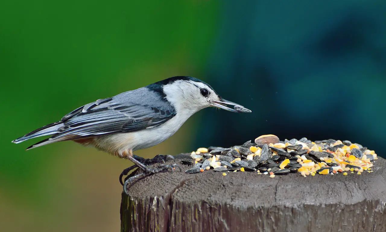 Feeding Garden Birds