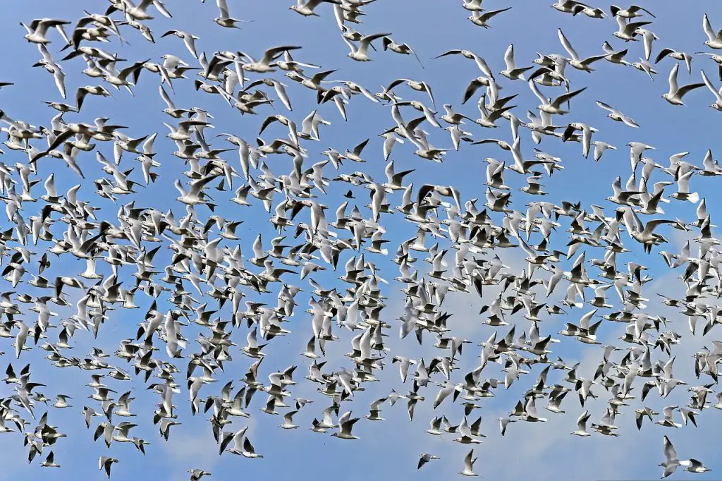 Photo of flock of birds