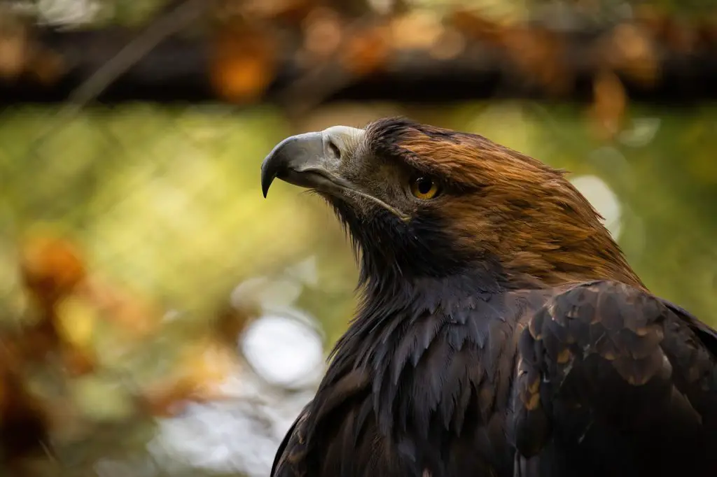 Photo of imperial eagle