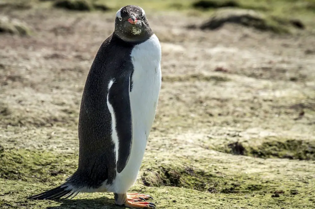 Photo of penguin