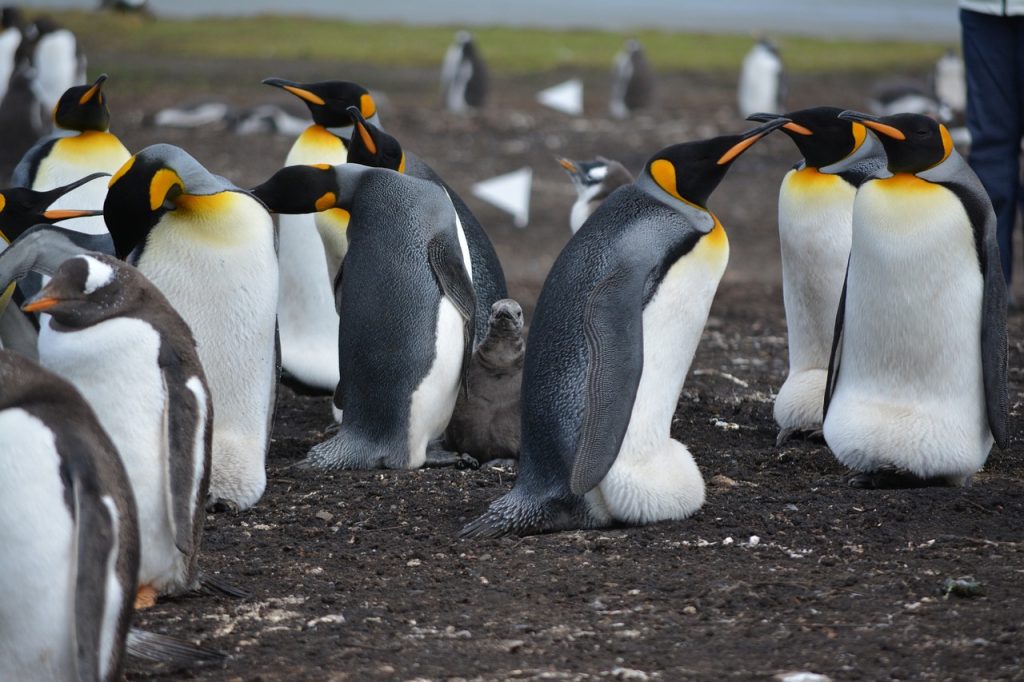 Photo of penguins