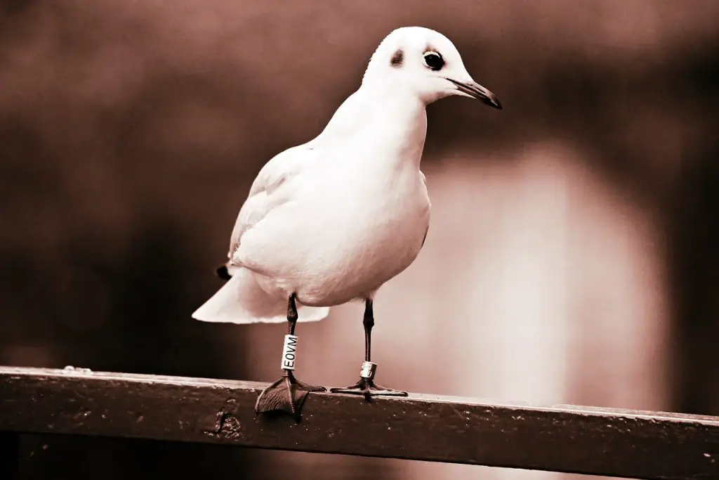 Photo of gull with ringing