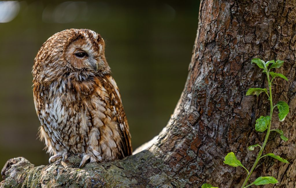 Photo of tawny owl