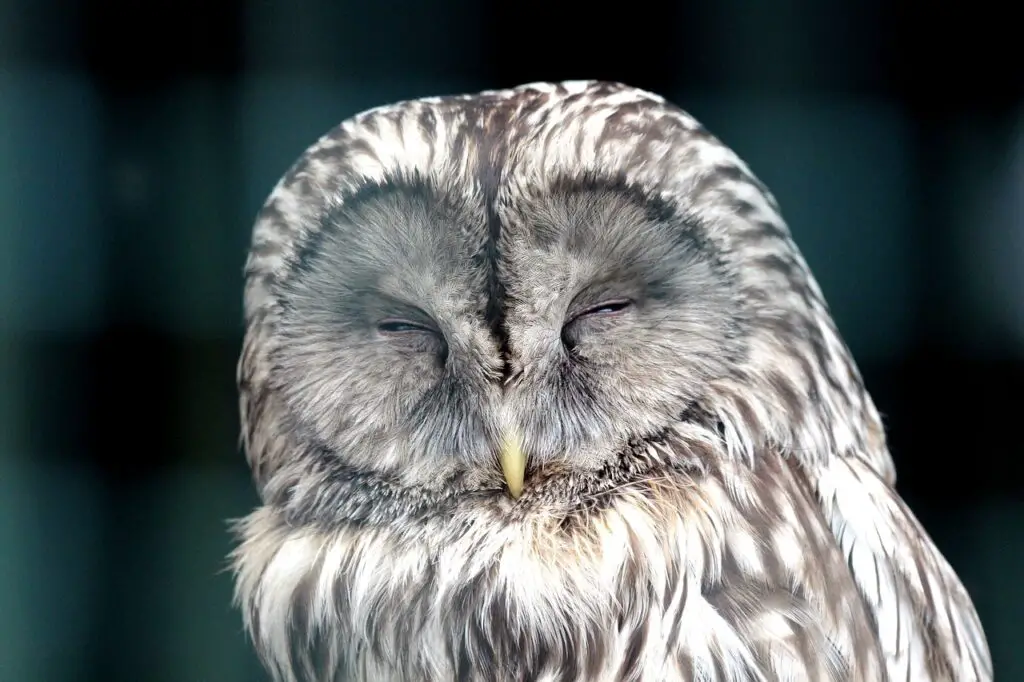 Owl sleeping