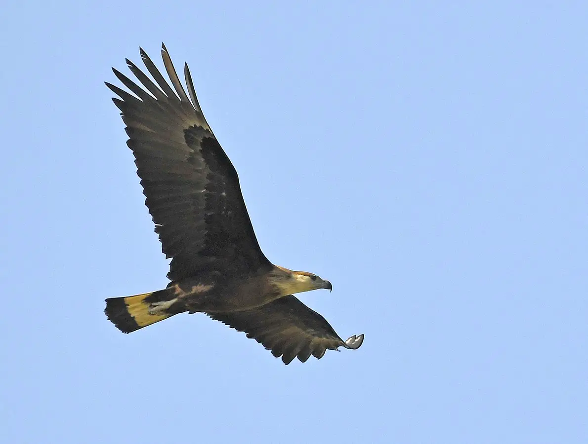 Pallas sea eagle