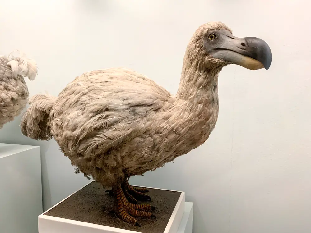 When Did Dodo Birds Go Extinct?