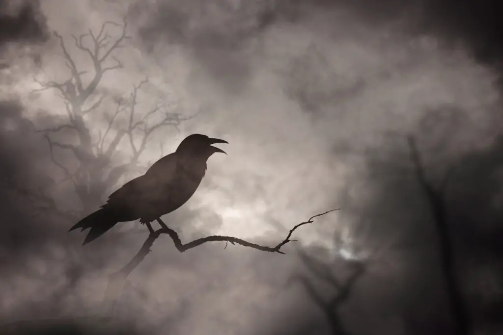 Crow or raven resting on a barren tree branch.