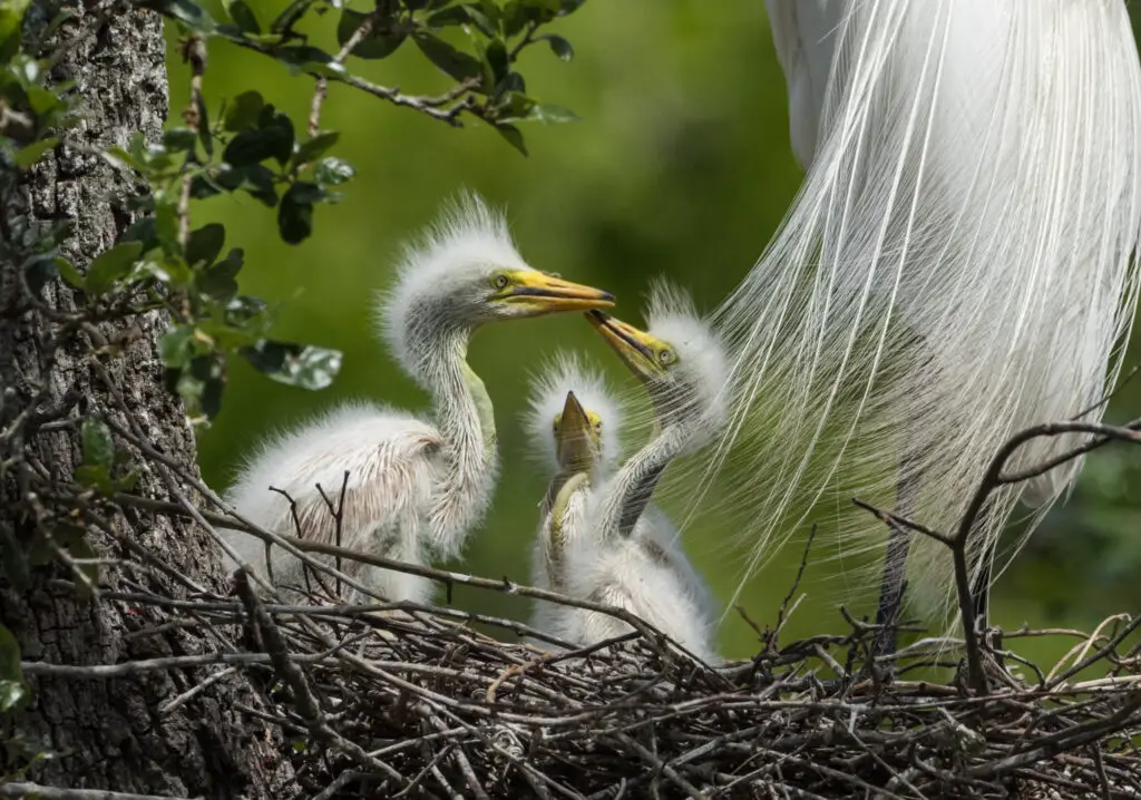 Great egret nest