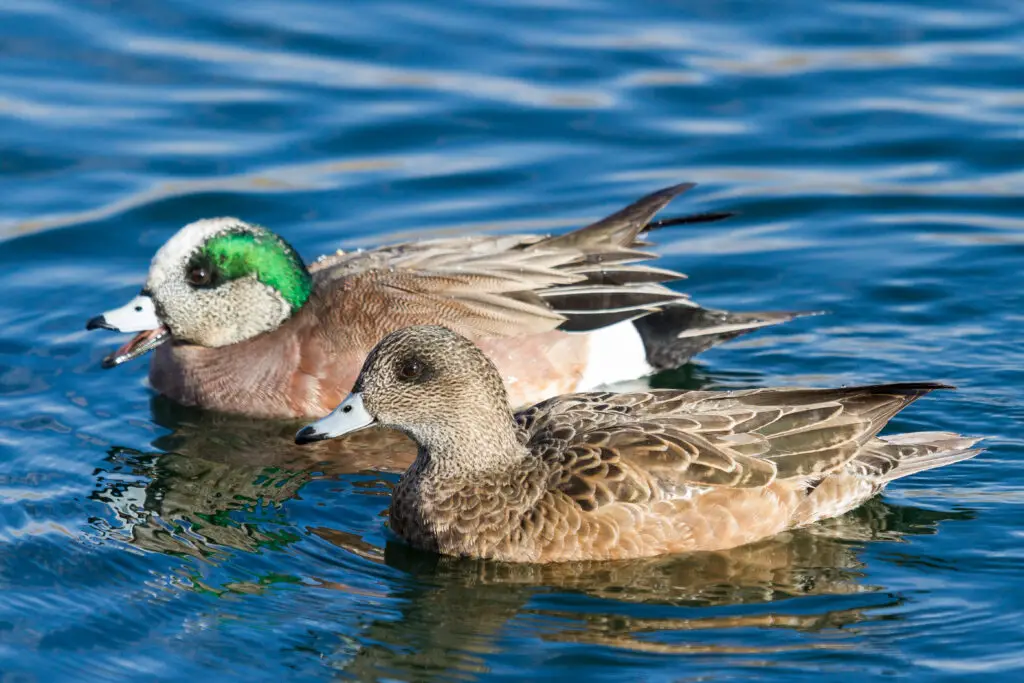 Mating pair of American Wigeon swimming in a clear blue lake.