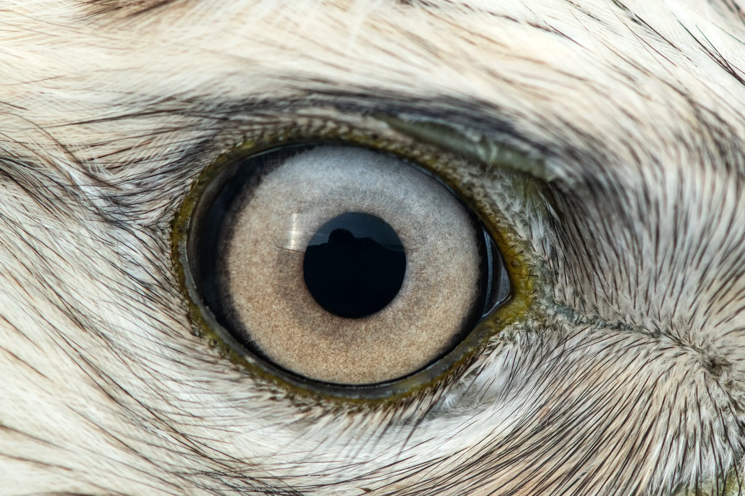What Are The Cells In Birds Eyes And How Do They Work?