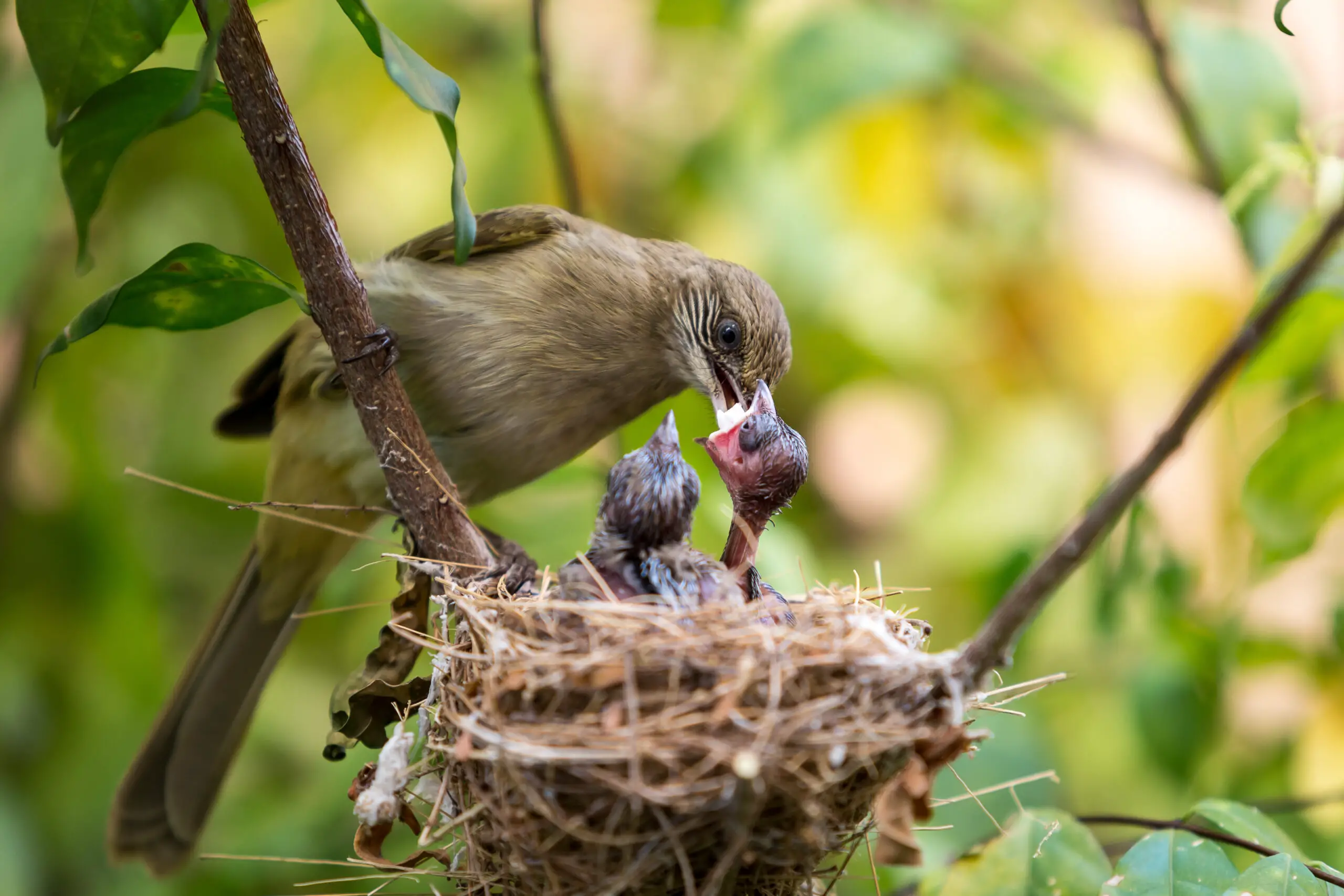 What Do Baby Birds Eat?