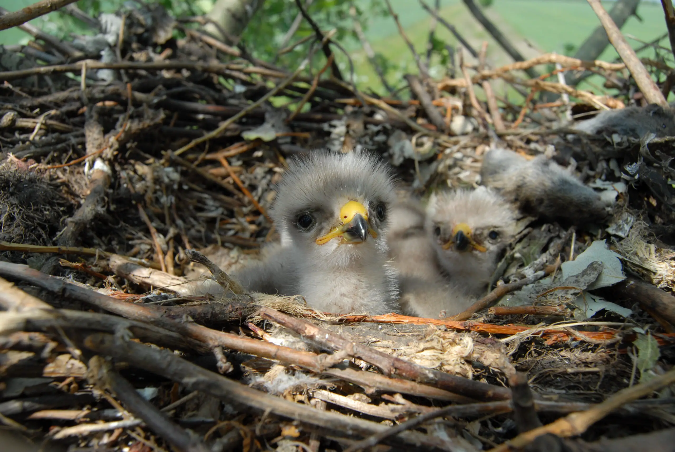 How Long Do Baby Birds Stay In The Nest?