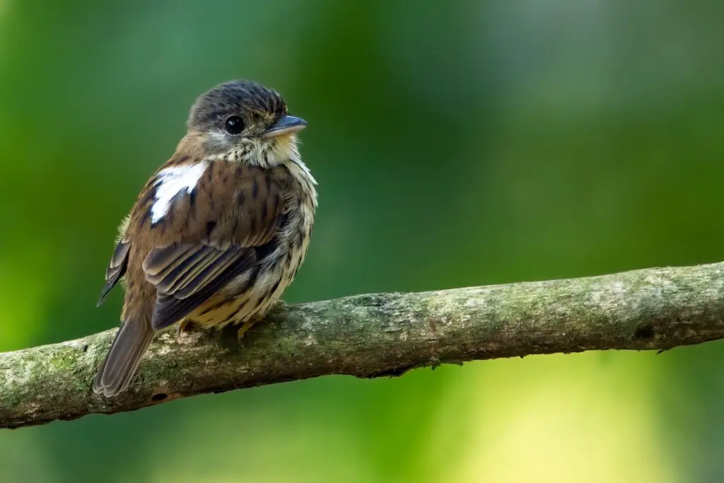 Female African Broadbill (Smithornis capensis) perched on a branch in a tree in Angola.