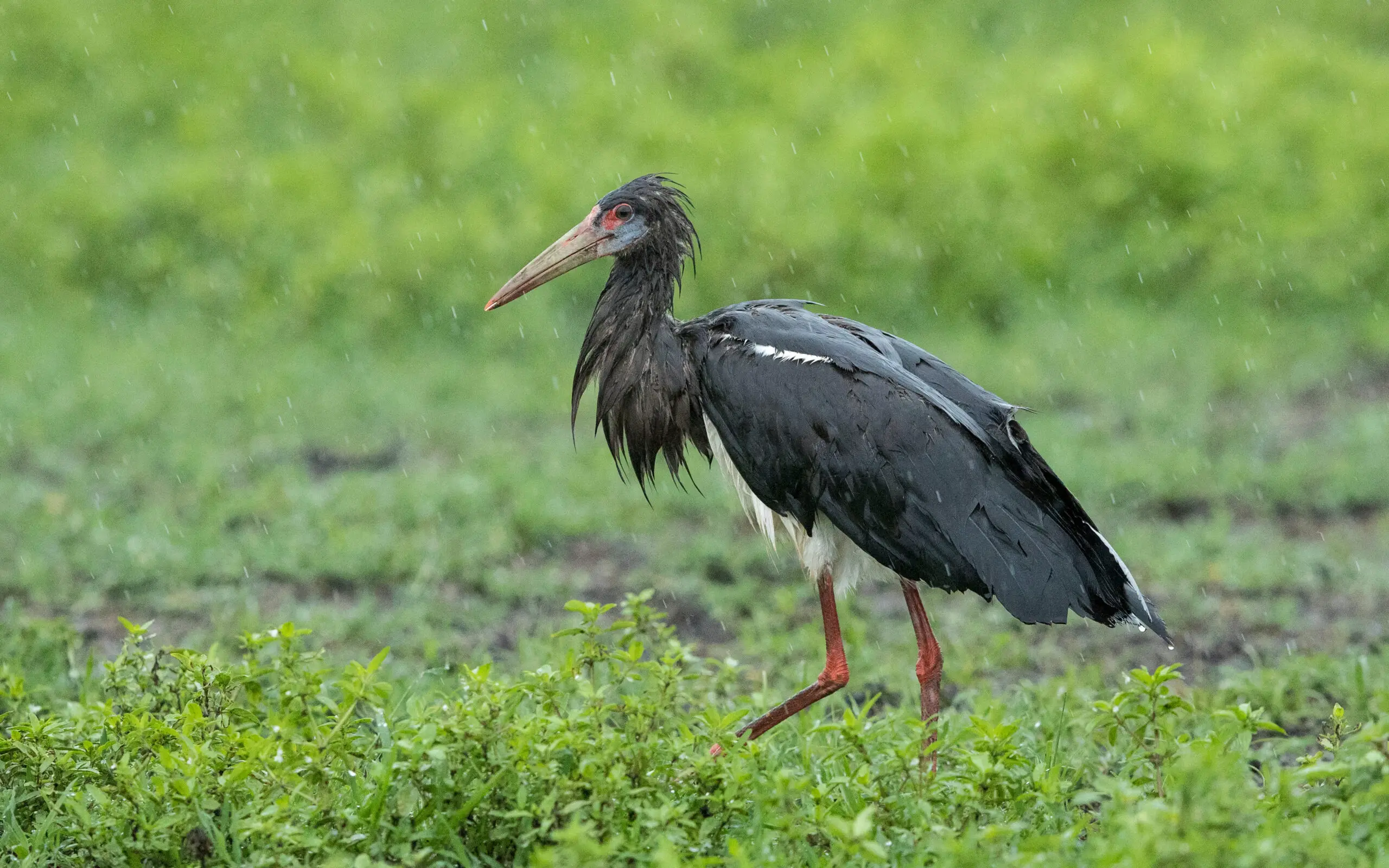 Abdim's stork walking in green grass in Ngorongoro Crater in Tanzania