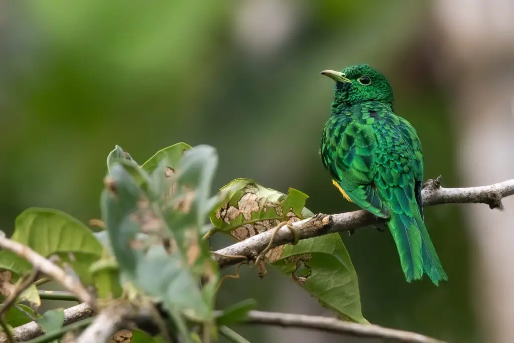 African emerald cuckoo (Chrysococcyx cupreus) in Equatorial Guinea and Bioko. Perched on a branch in a rainforest.