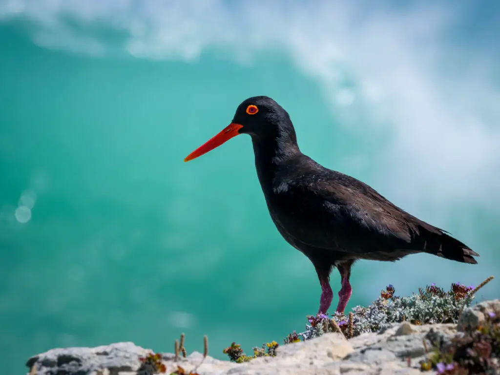 African oystercatcher or African black oystercatcher (Haematopus moquini), Western Cape. South Africa