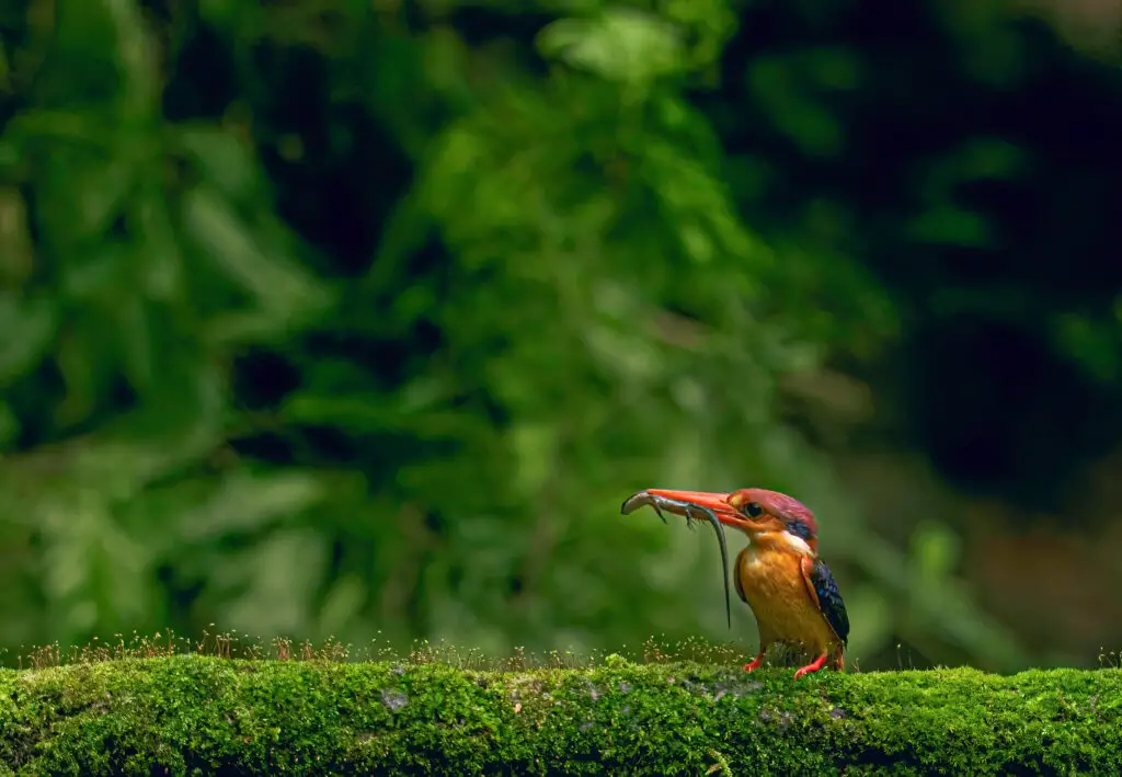 African dwarf kingfisher