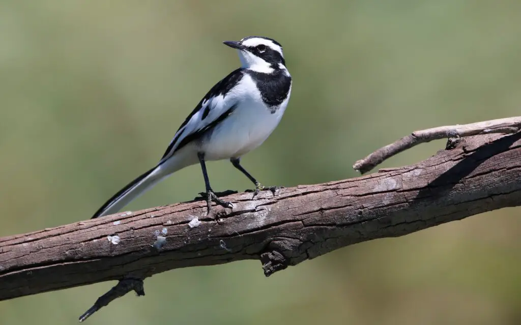 African Pied Wagtail, Kruger National Park