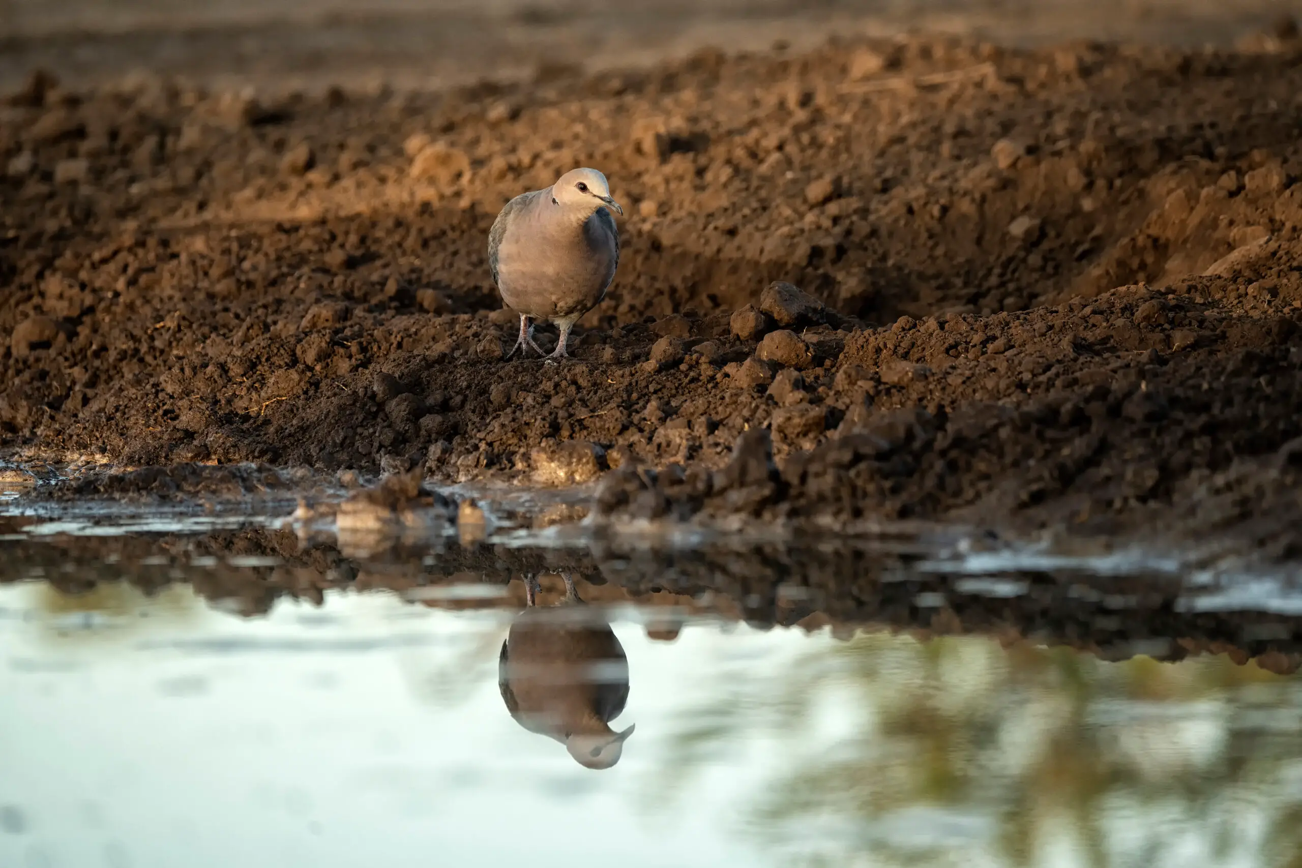 African collared dove (Streptopelia roseogrisea) at waterhole in