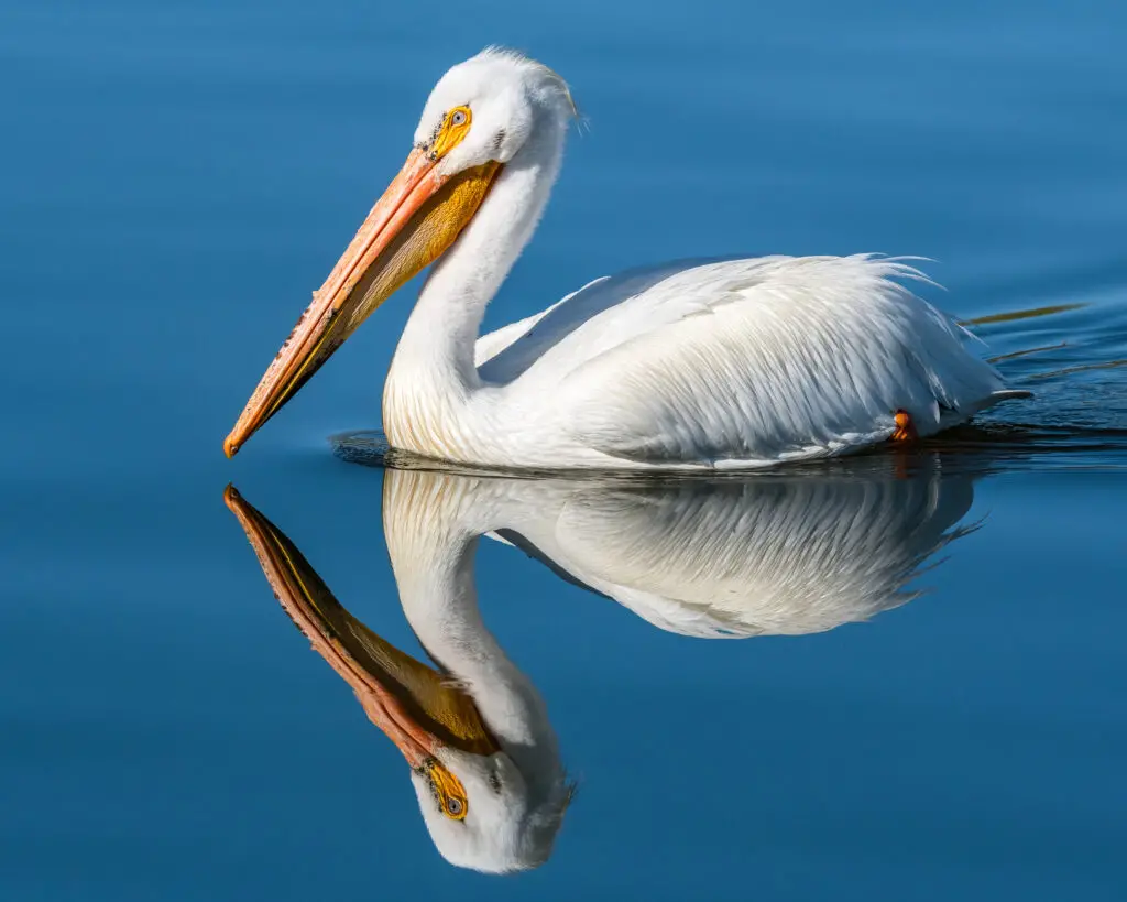 American white pelican reflected in calm water