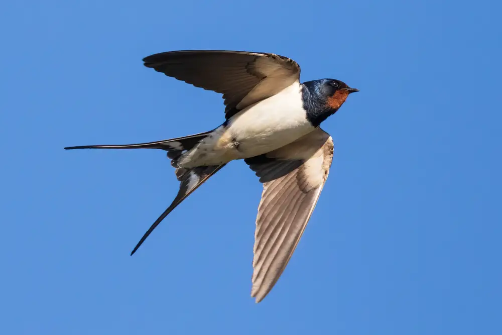 What Is The Difference Between A Swift And A Swallow?