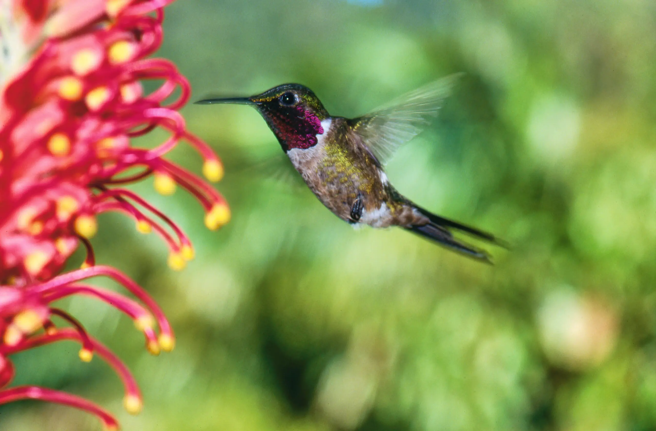 hummingbird amethyst woodstar feeding on a flower