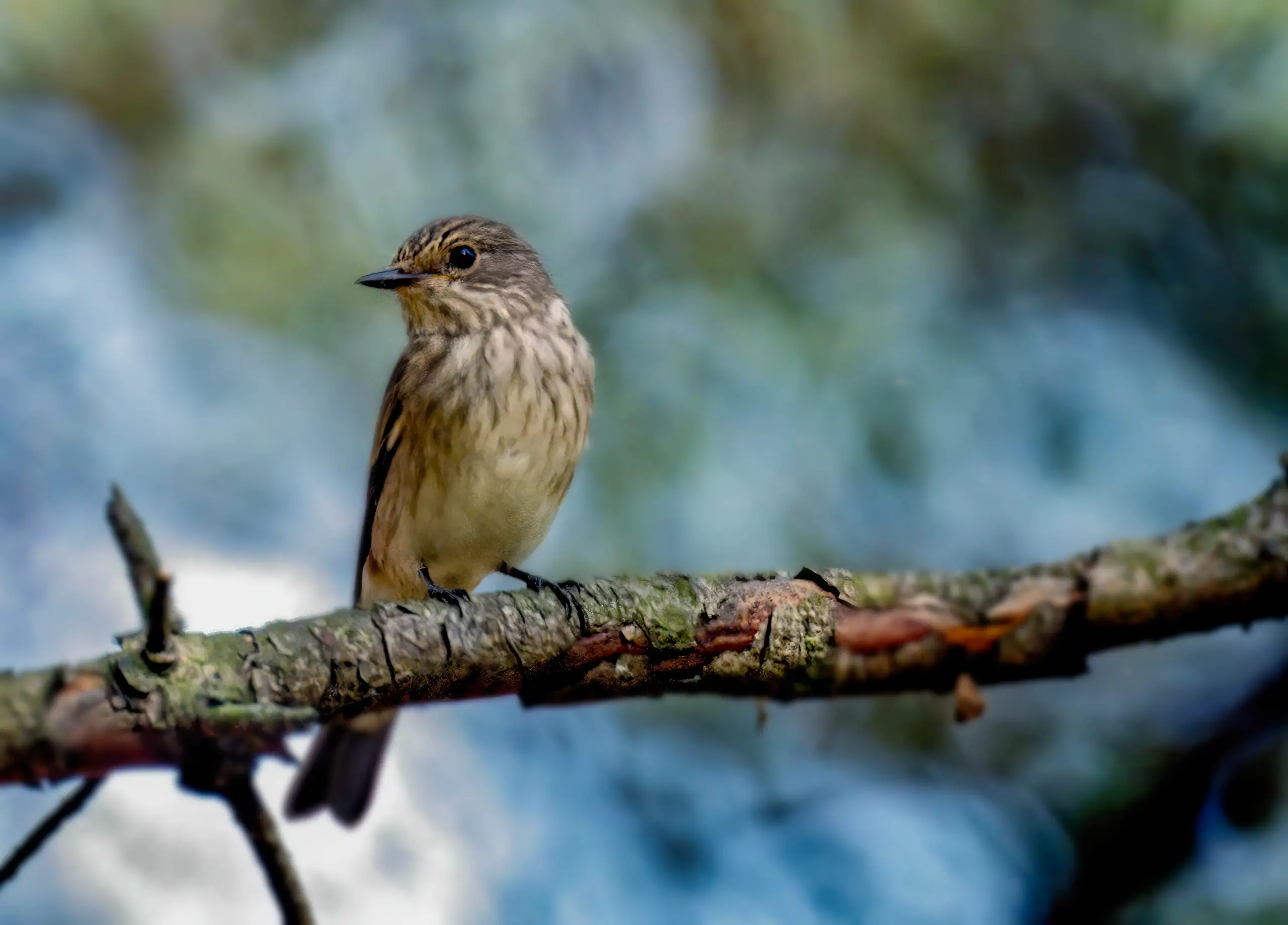 The gray Flycatcher (Empidonax wrightii) perched on a tree branch