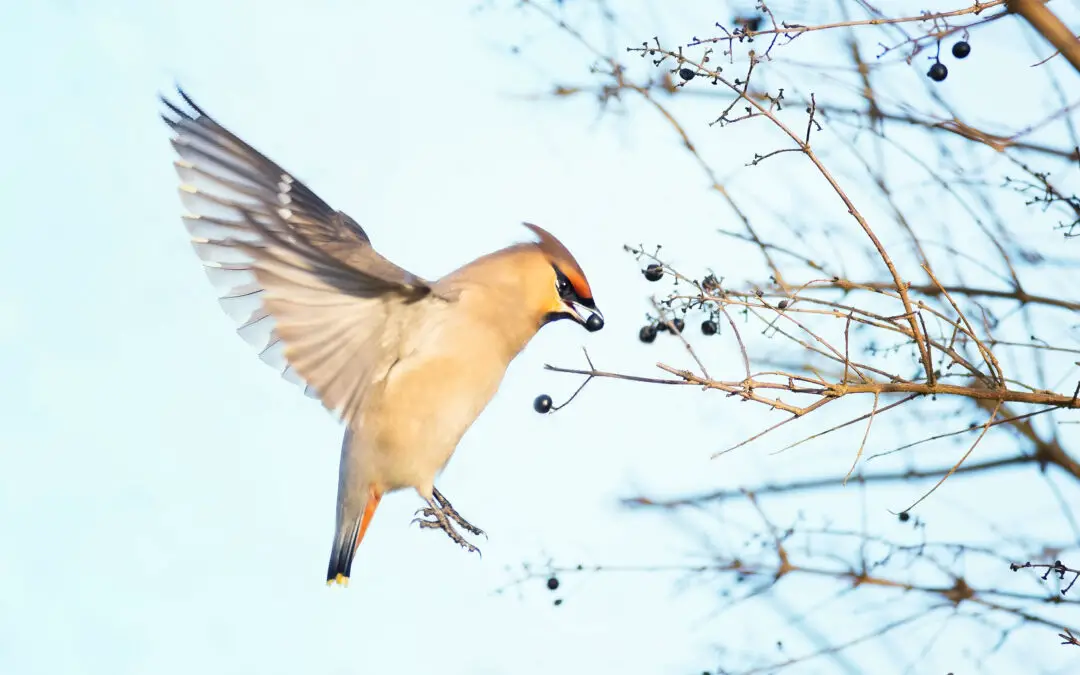 Can Different Bird Species Understand Each Other?