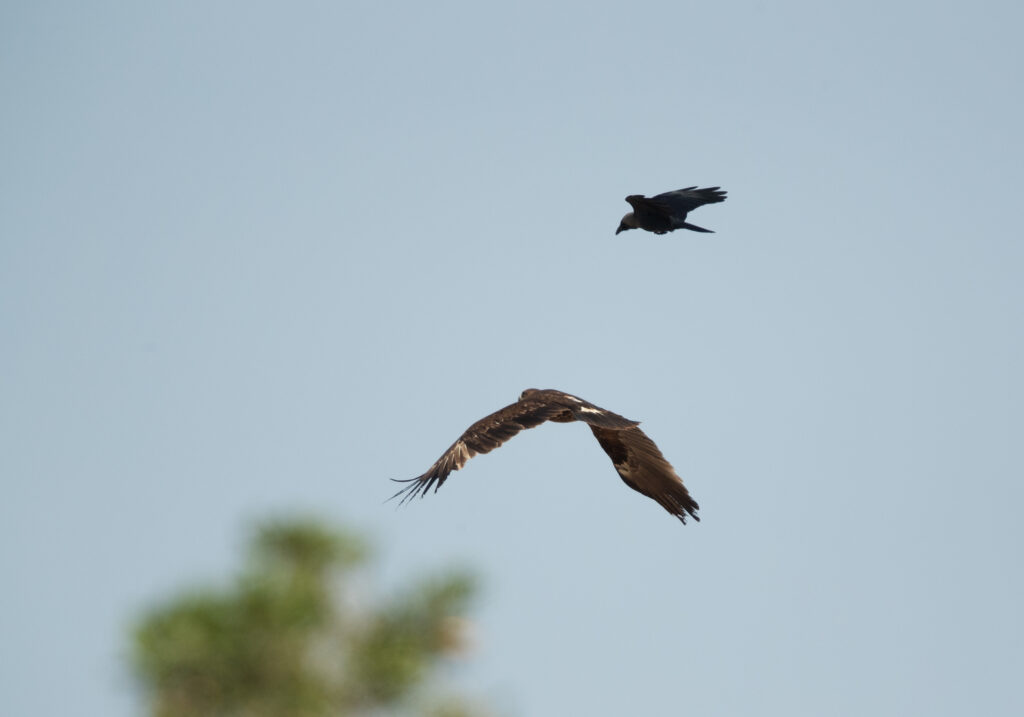 Greater spotted eagle mobbed by a crow, 