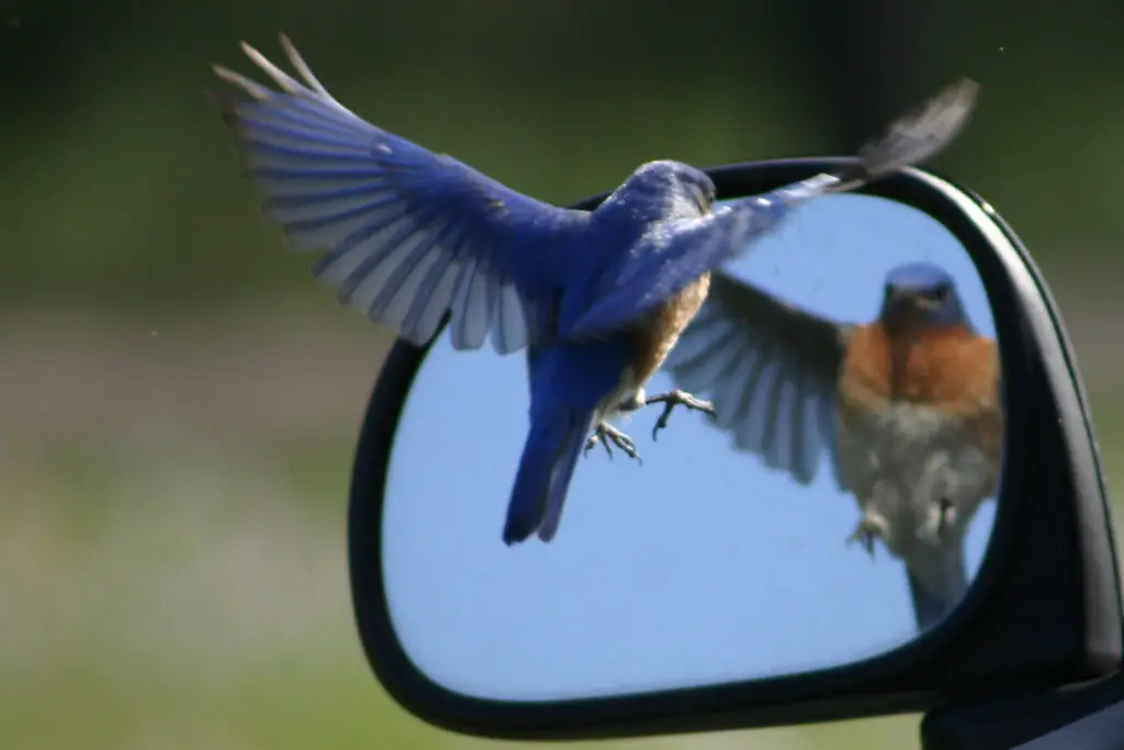 Bird looking in mirror
