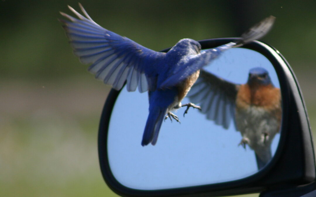 Bird looking in mirror