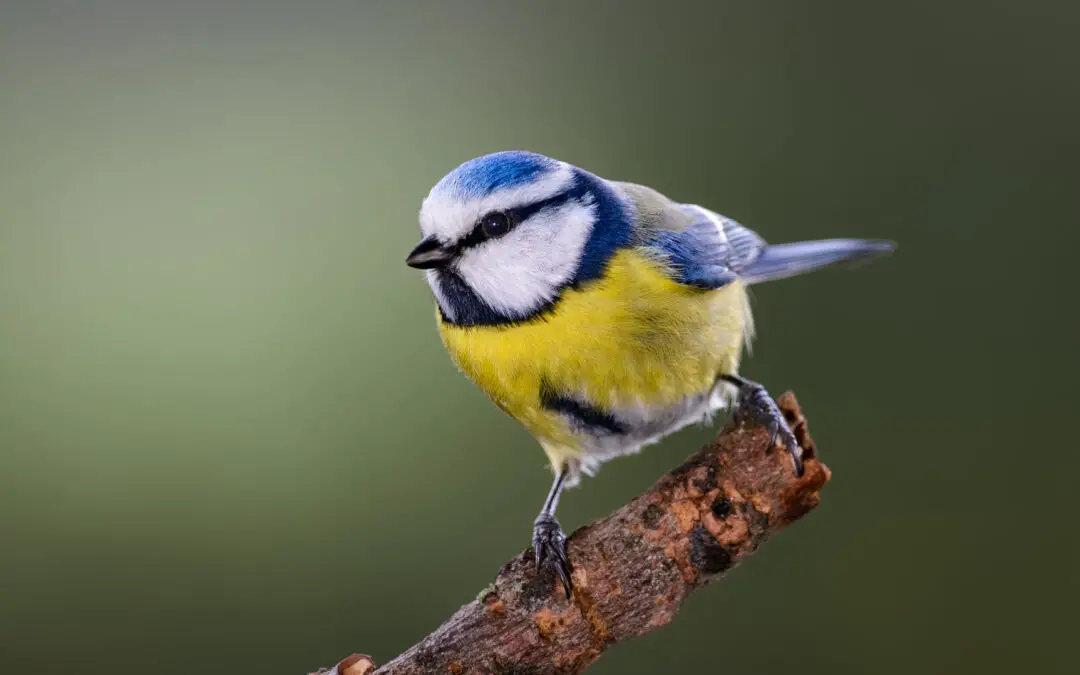 Why Do Blue Tits Hiss?